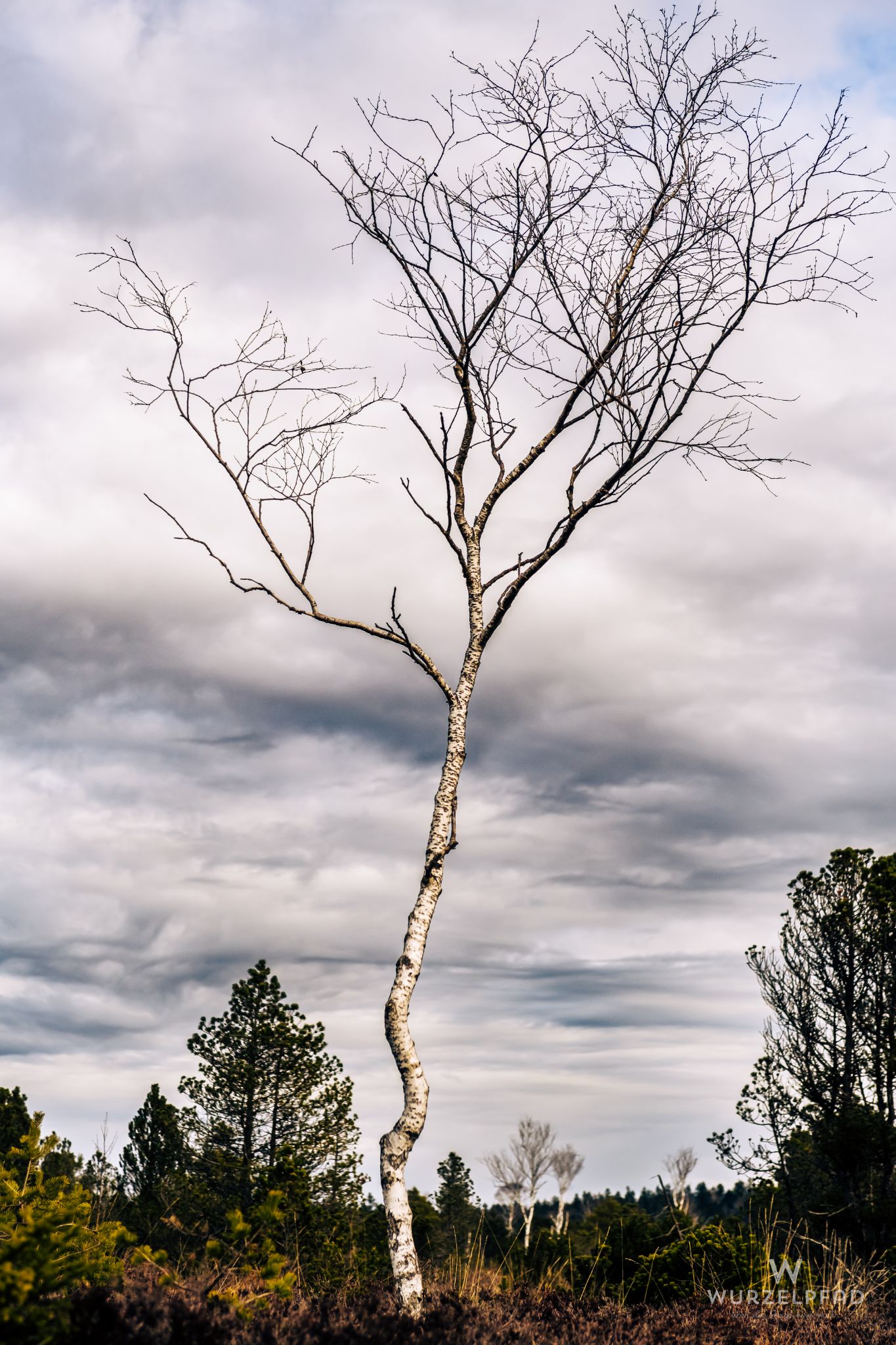 Birke im Kirchseemoor