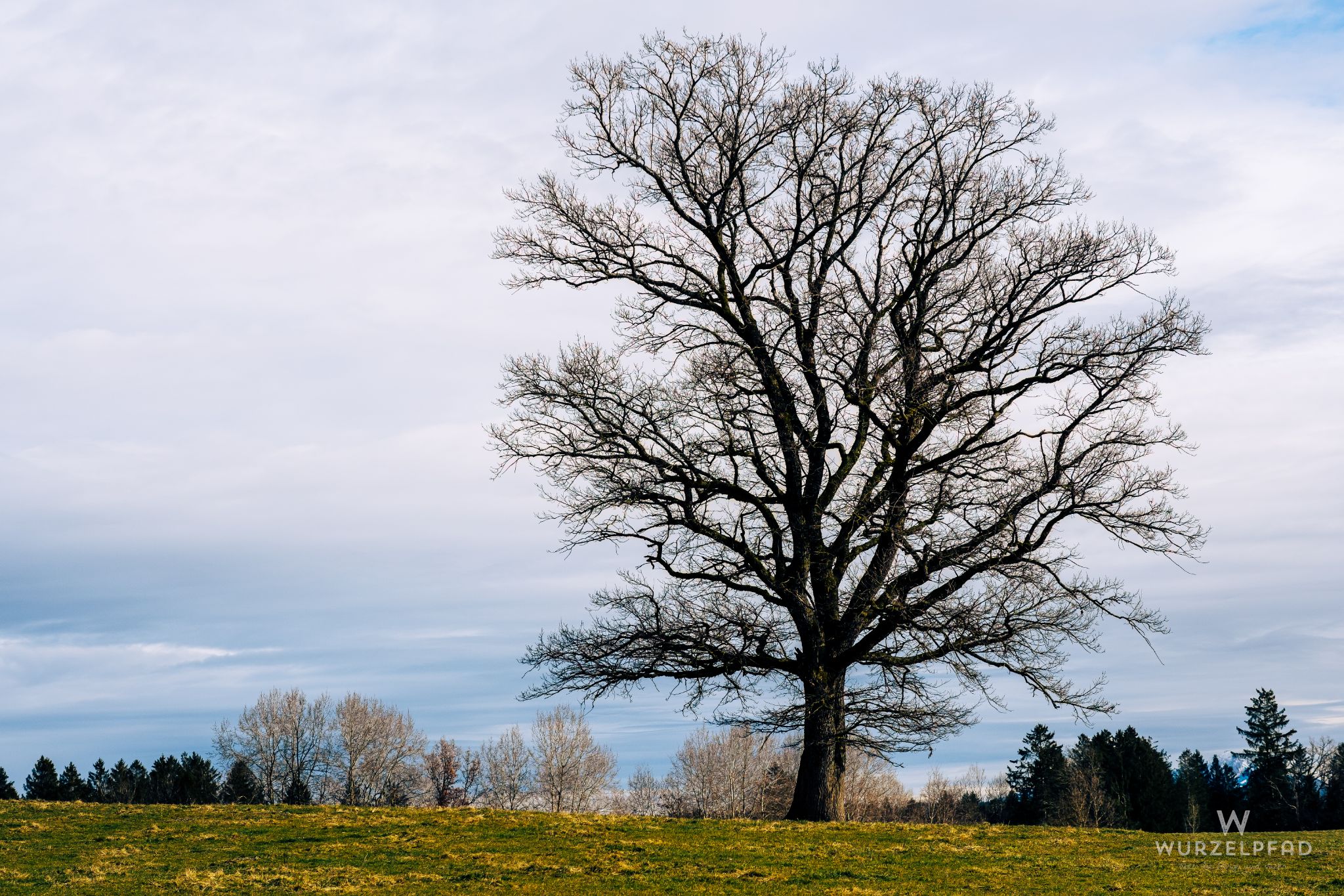 Baum bei Kloster Reutberg