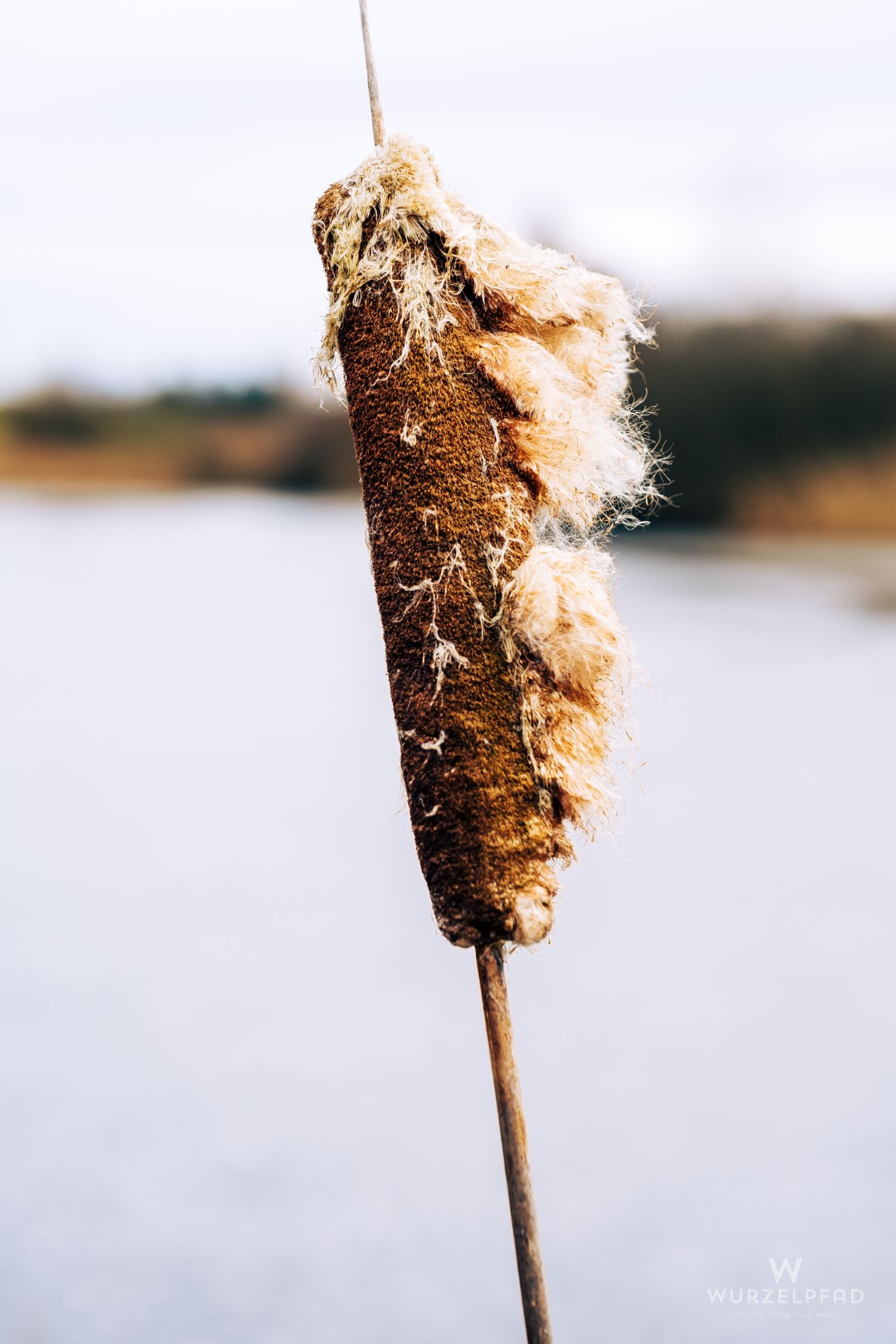 Schilfkolben vom Vorjahr