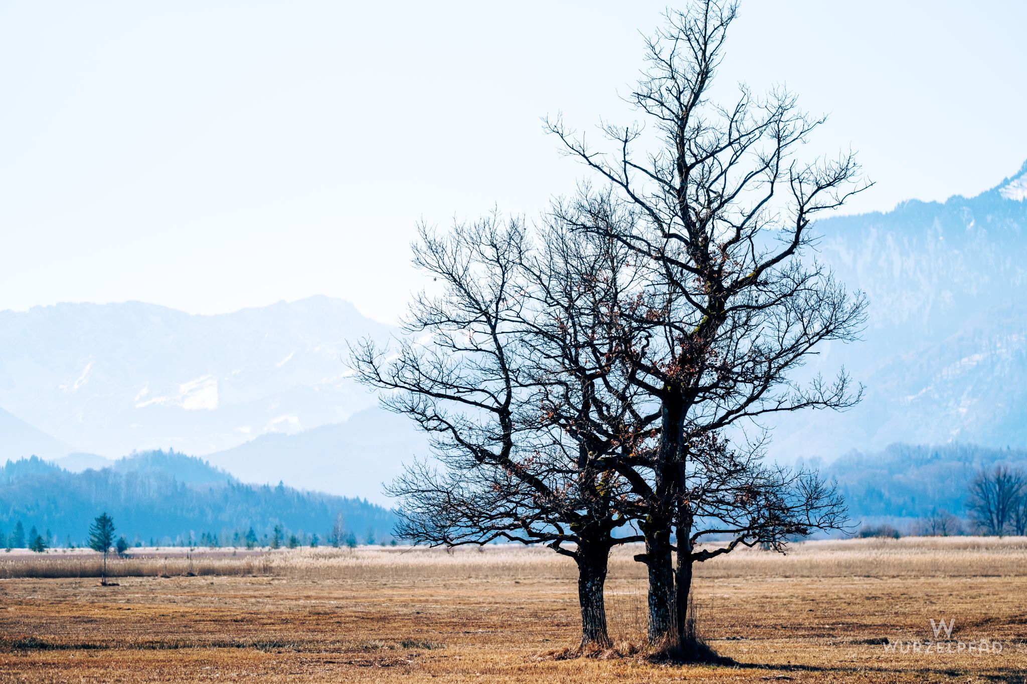 Bäume im Murnauer Moos