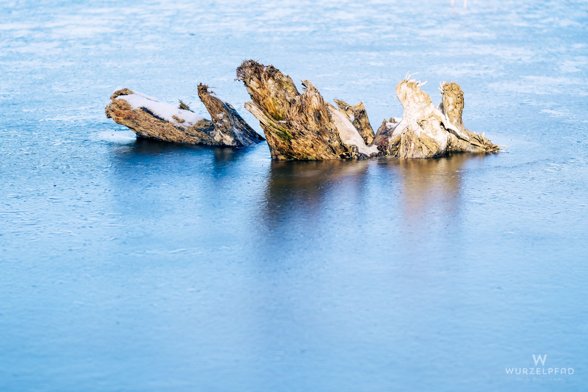 Baumstämme im Eis