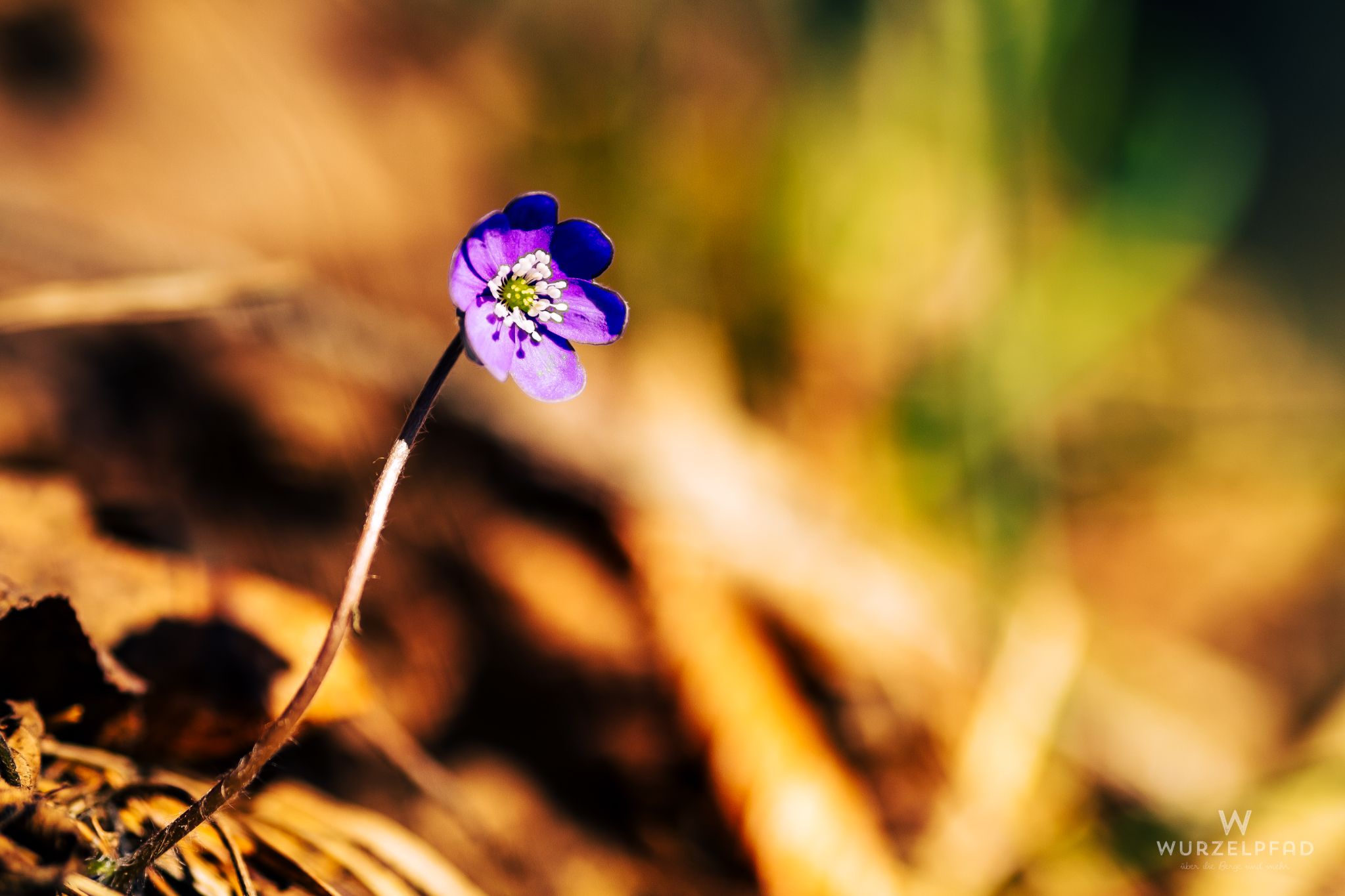 Das erste offene Leberblümchen