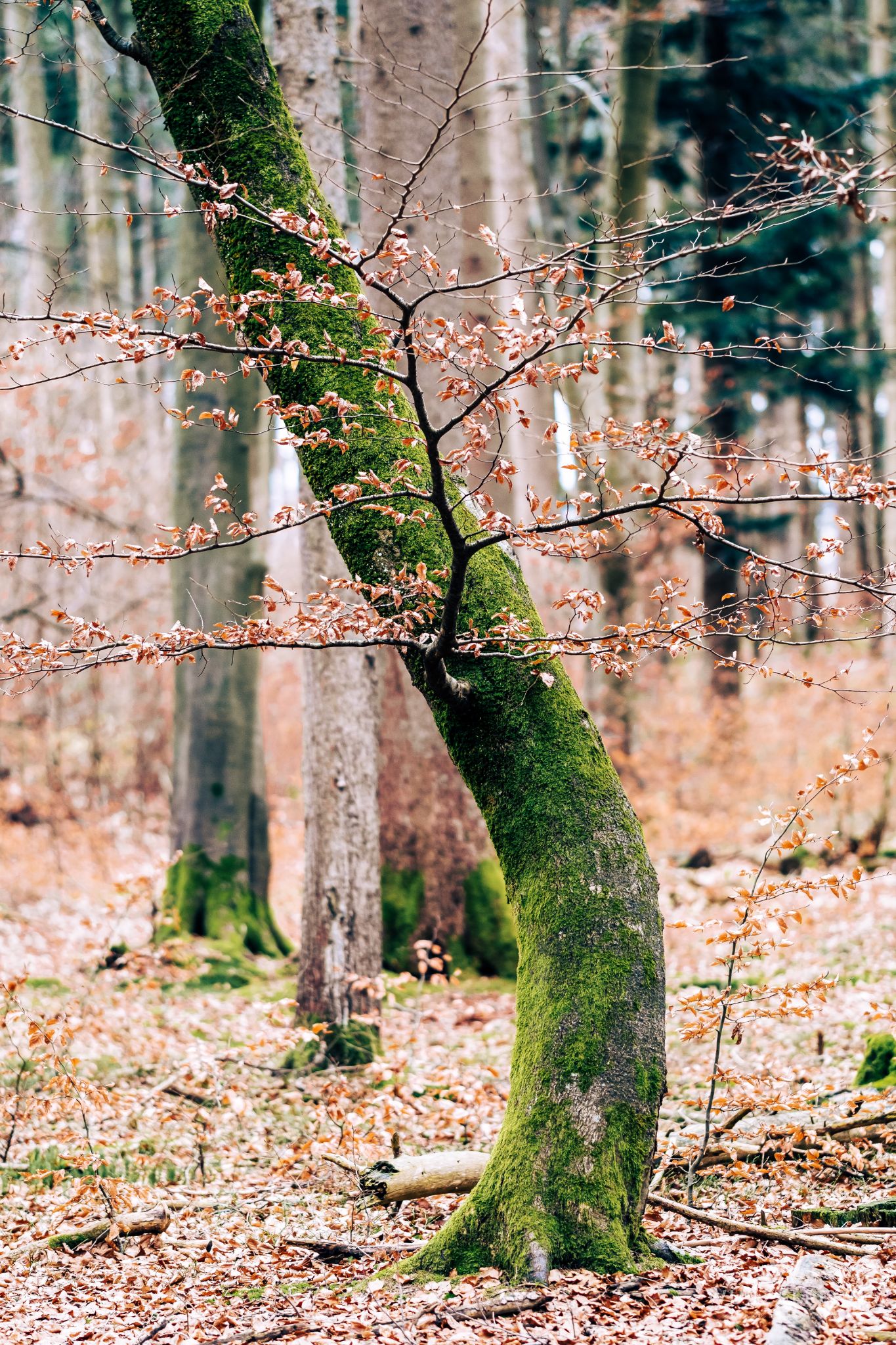 2023 02 05 Kempfenhausen 0013