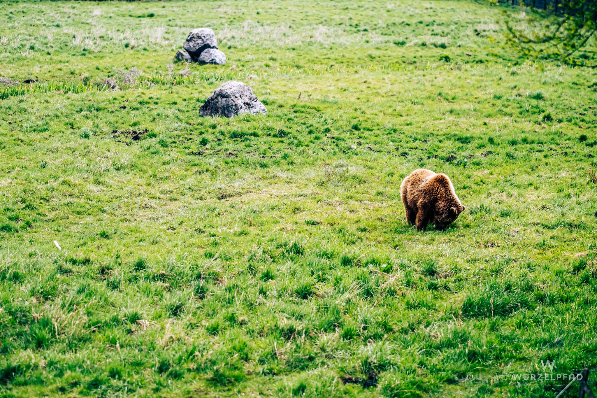 Braunbär im Grünen