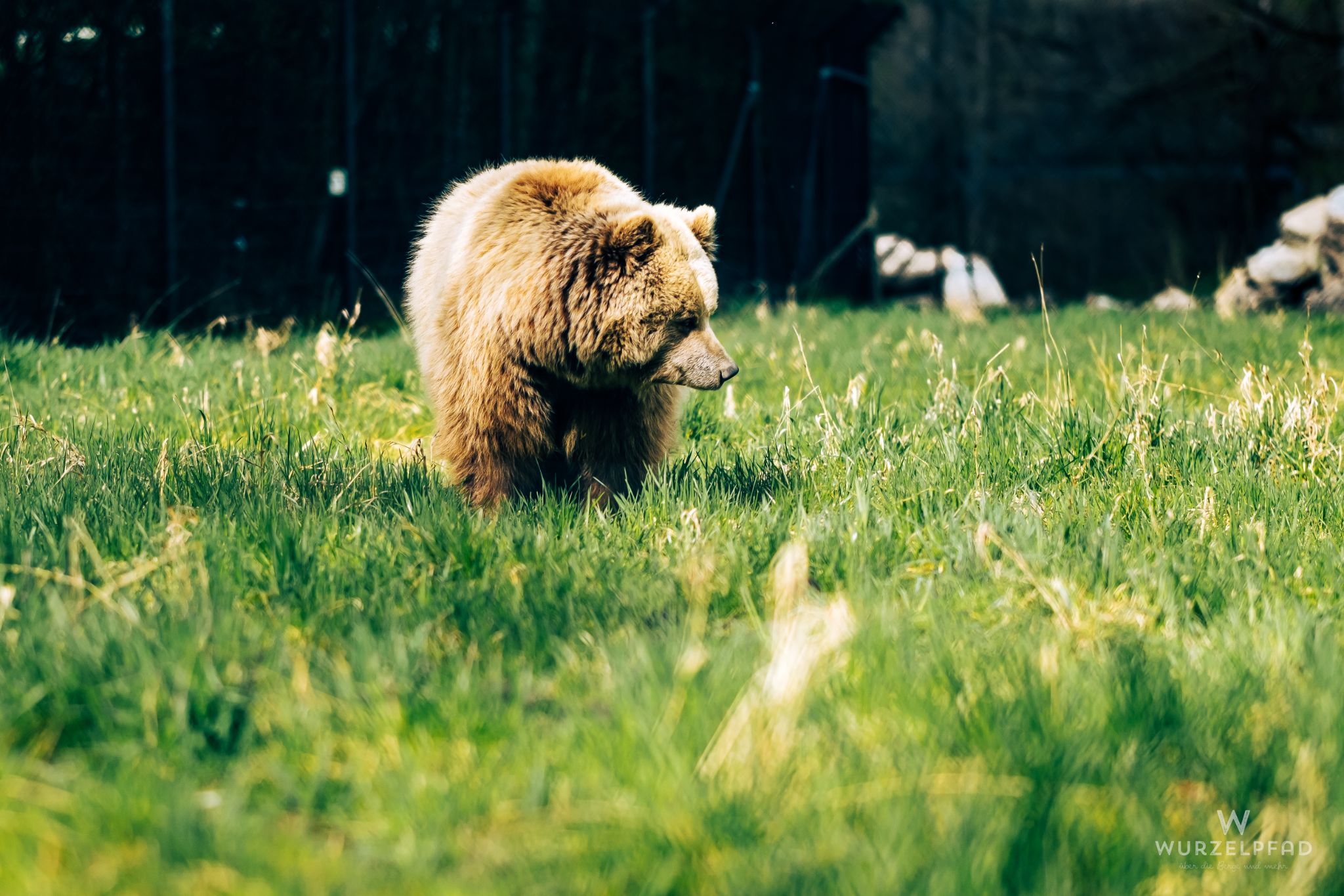 Braunbär im Grünen