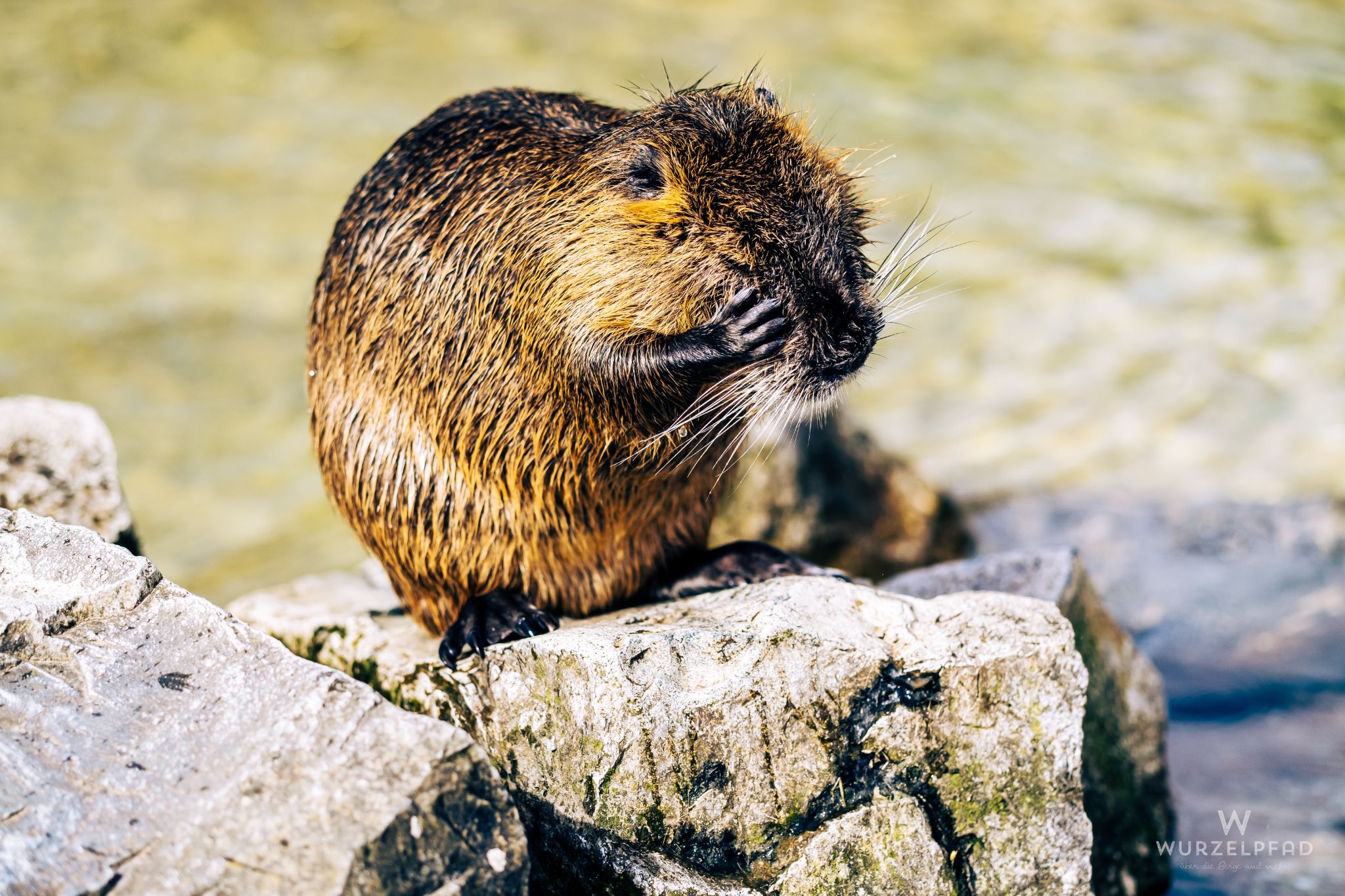 Nutria bei der Körperpflege