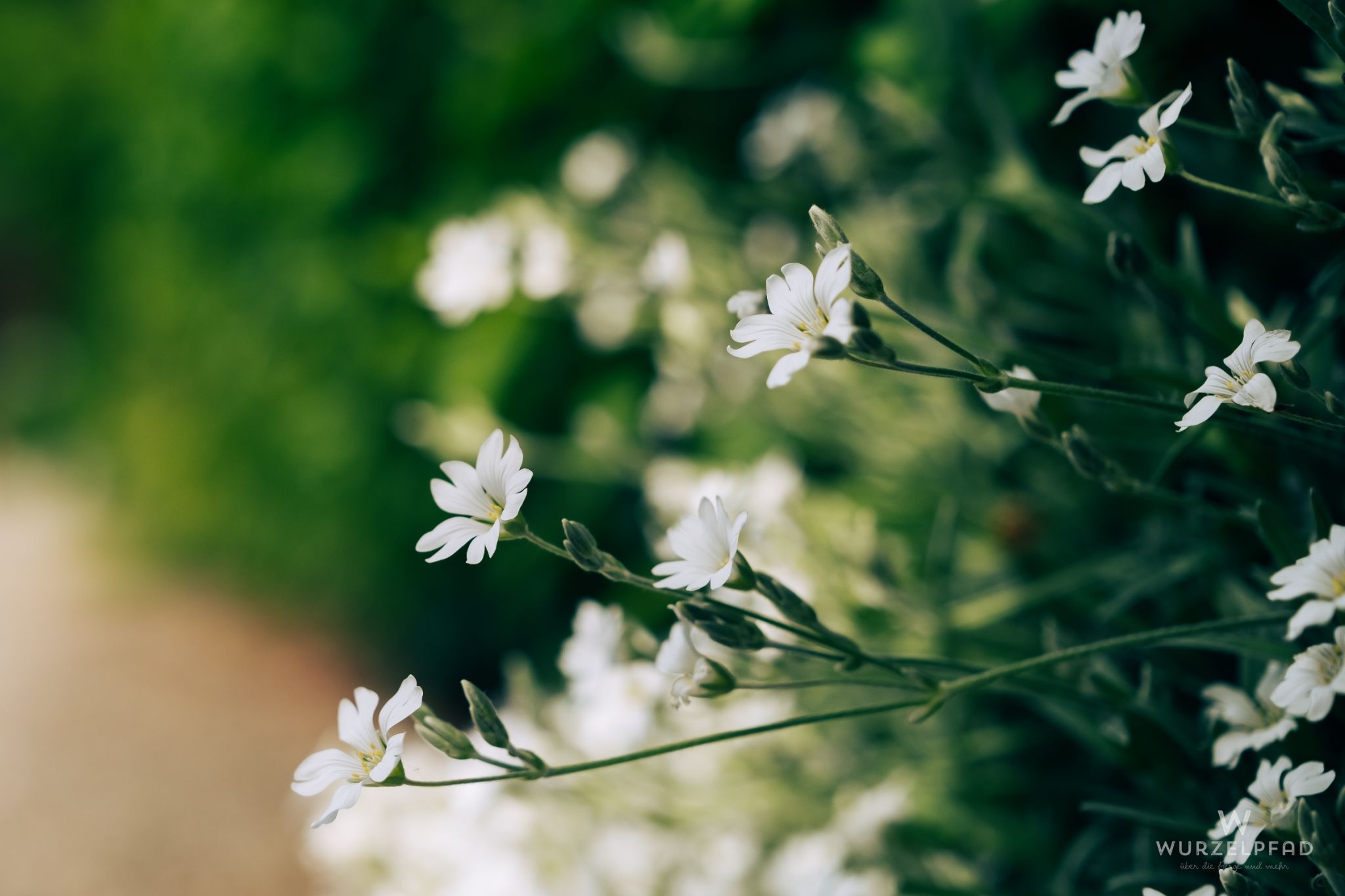 Heiligenkraut oder so
