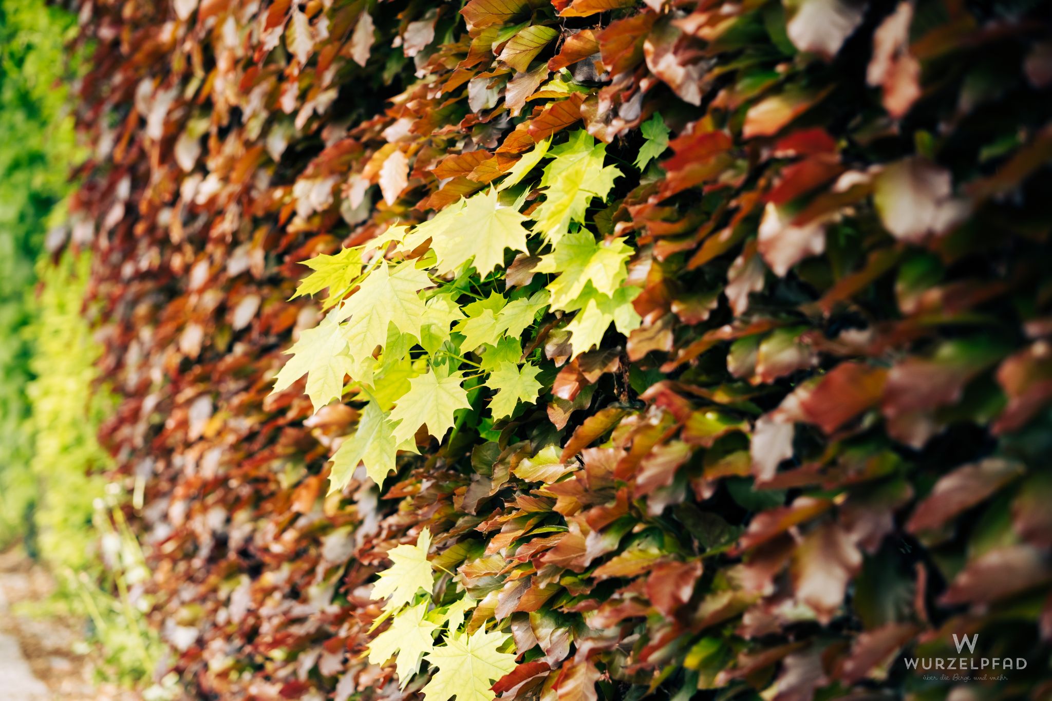 Ahornblätter