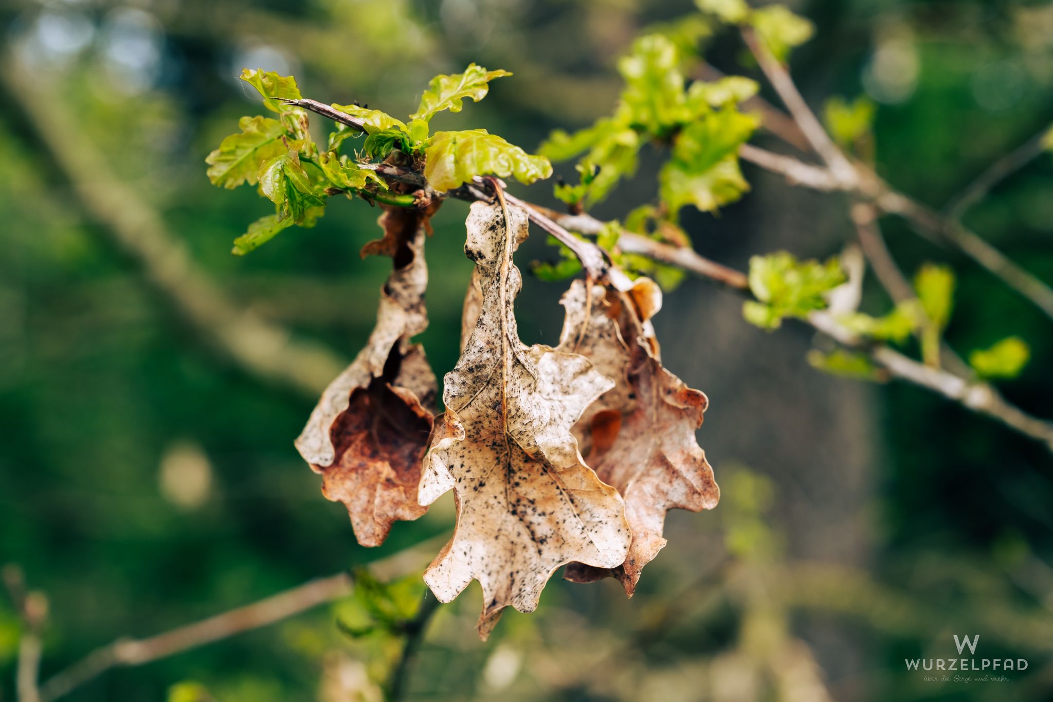 Eichenlaub vom Vorjahr