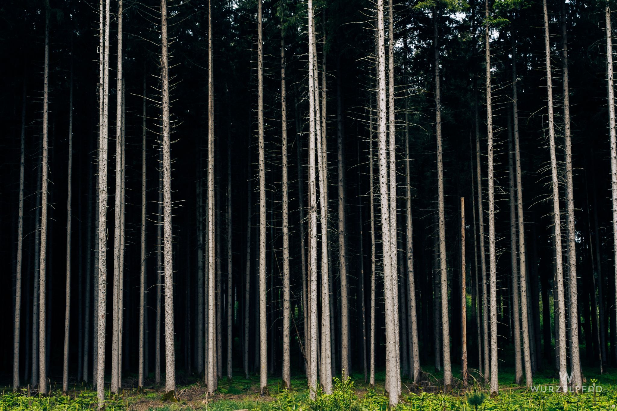 Deisenhofener Forst, Waldrand, typisch