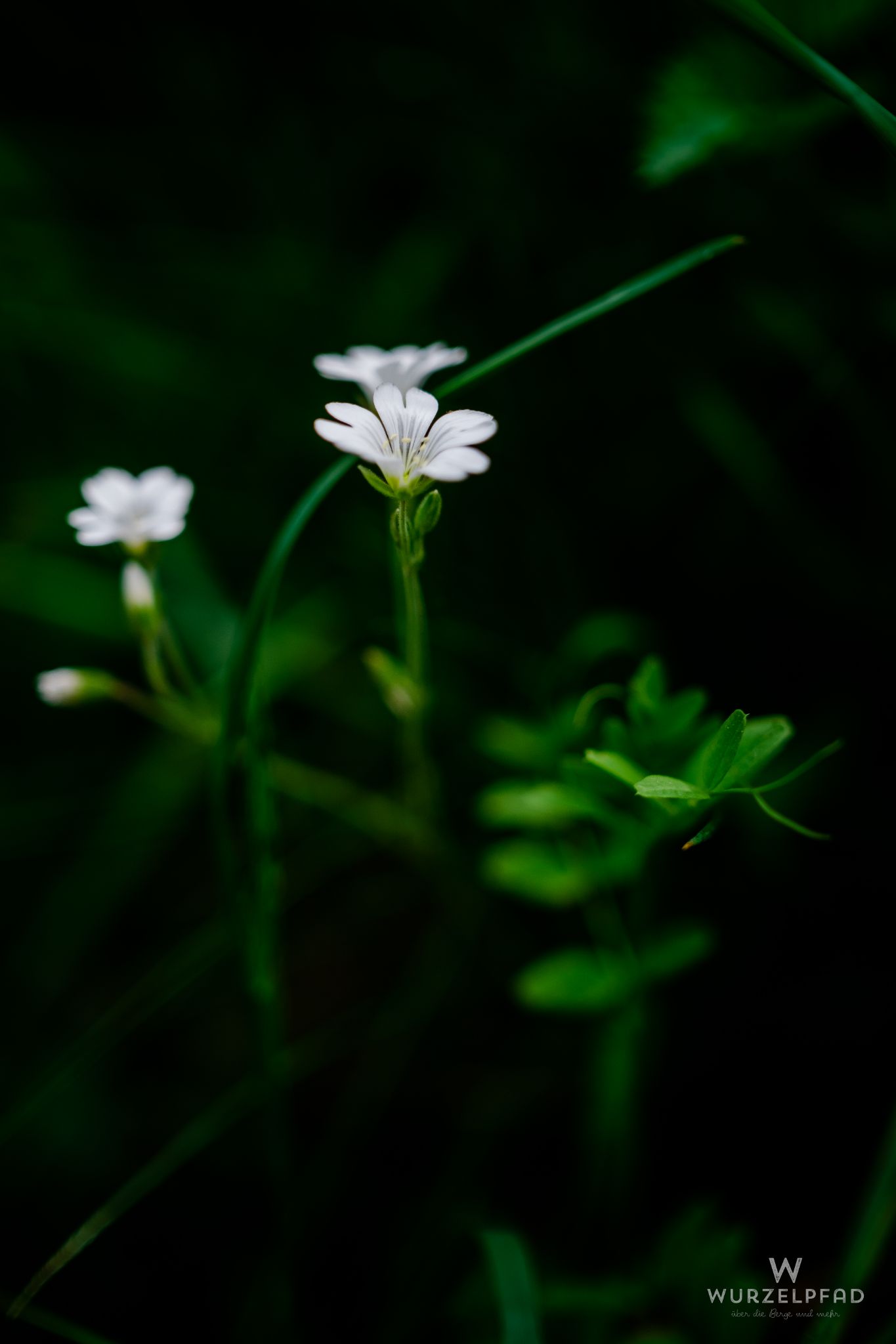 Wanderung zwischen Deisenhofen, Schäftlarn und Grünwald