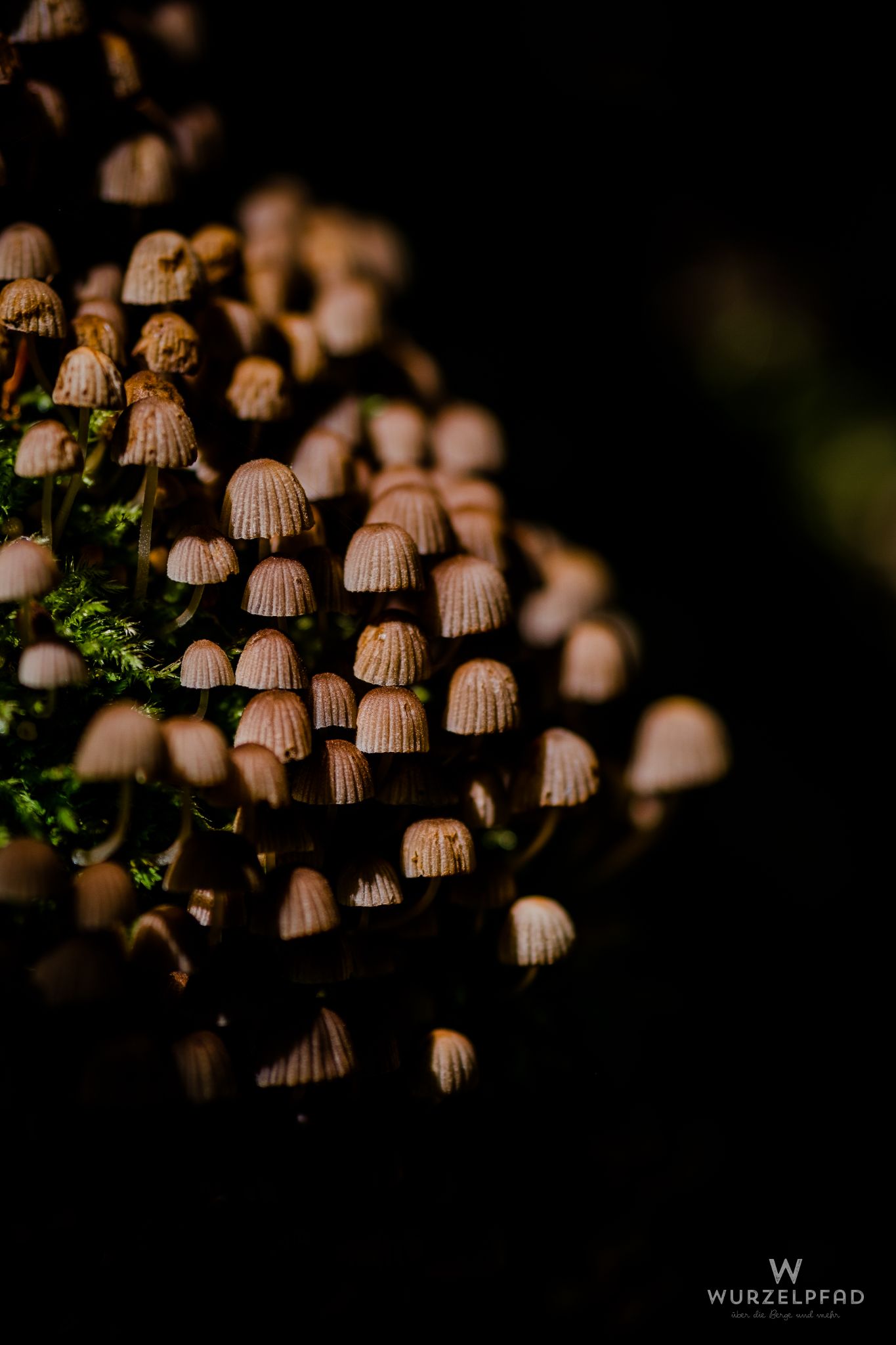 Kleine Pilze auf Totholz