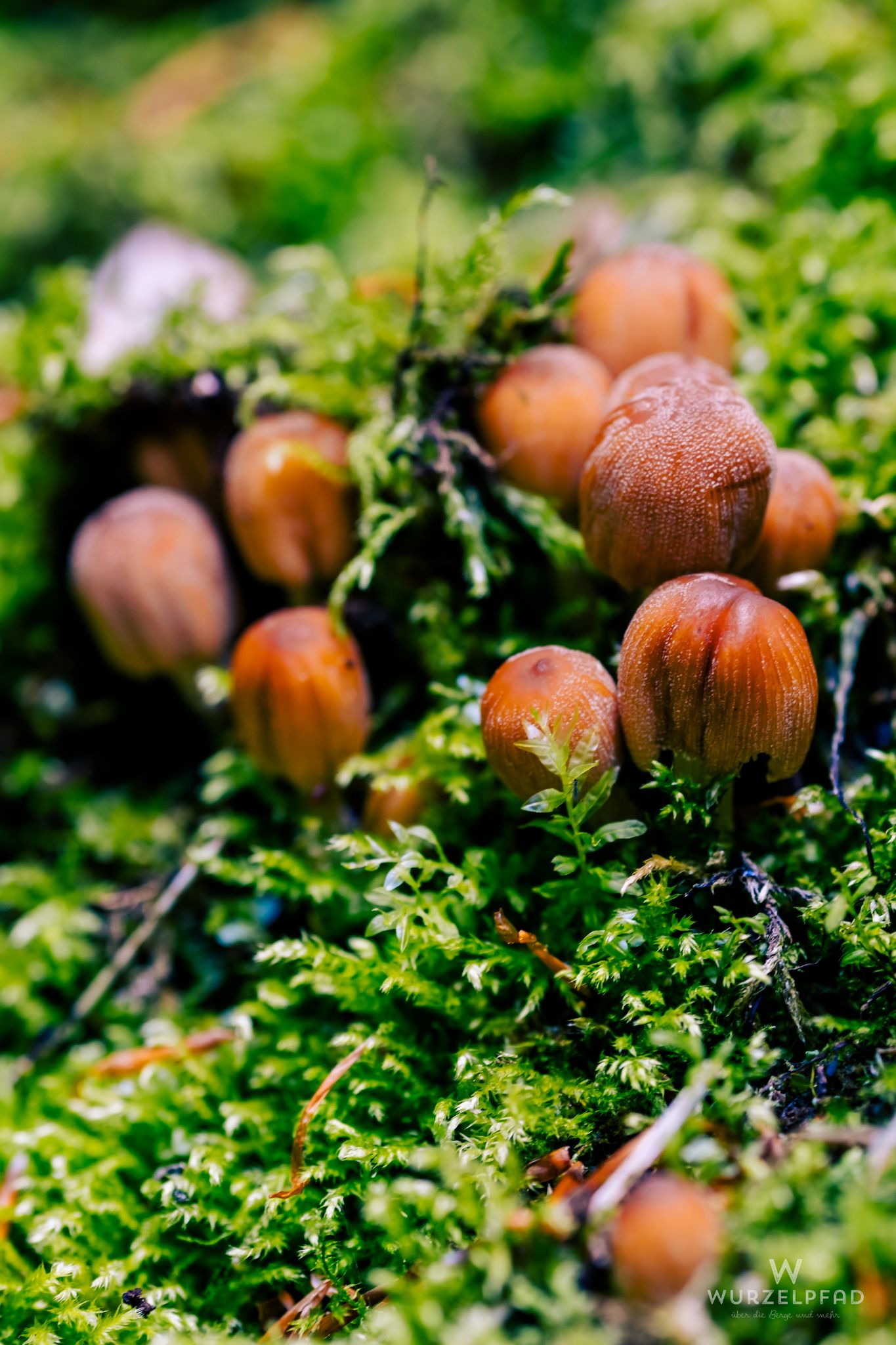 Hallimasch im Anmarsch