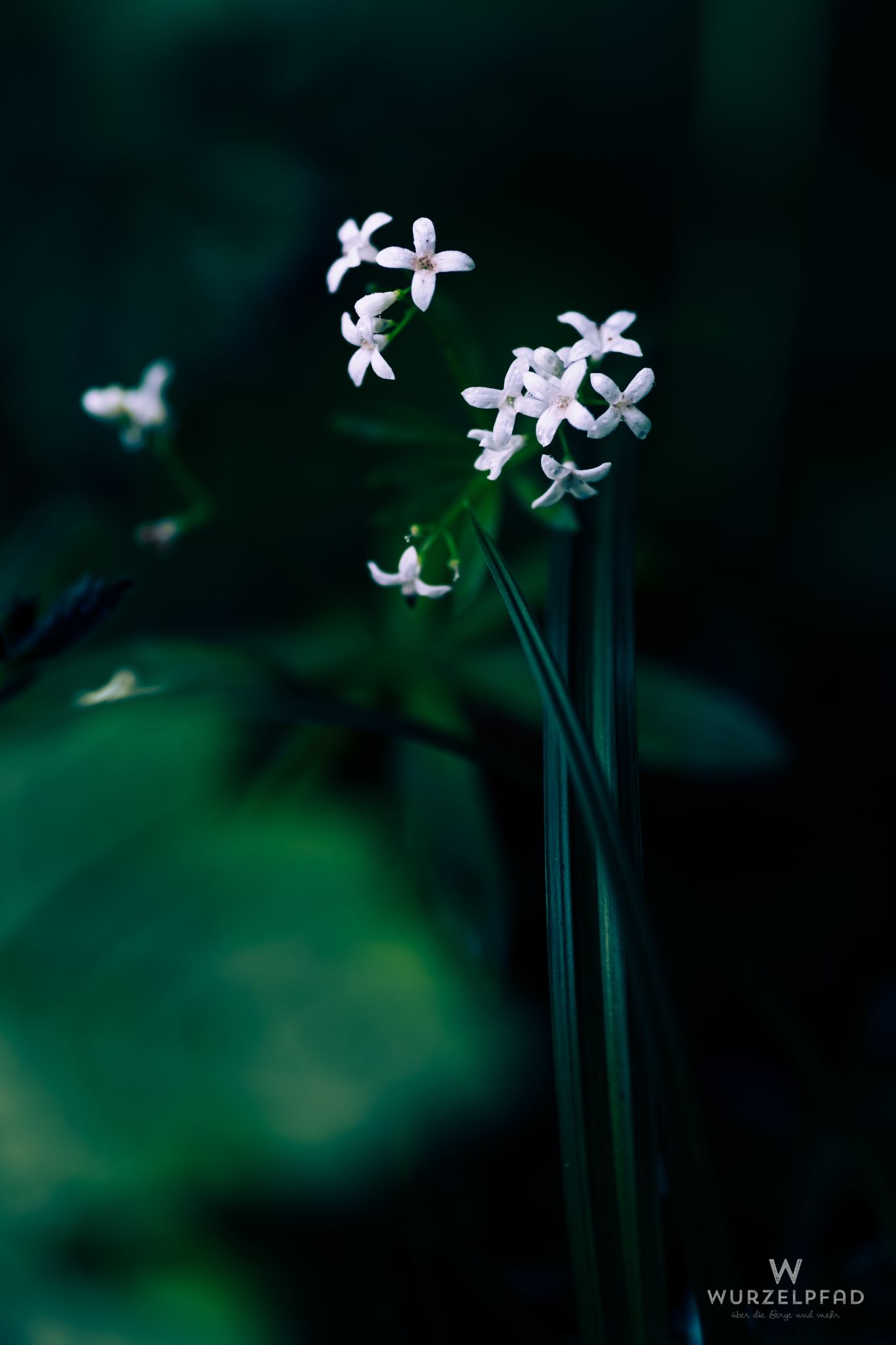 Der Waldmeister blüht