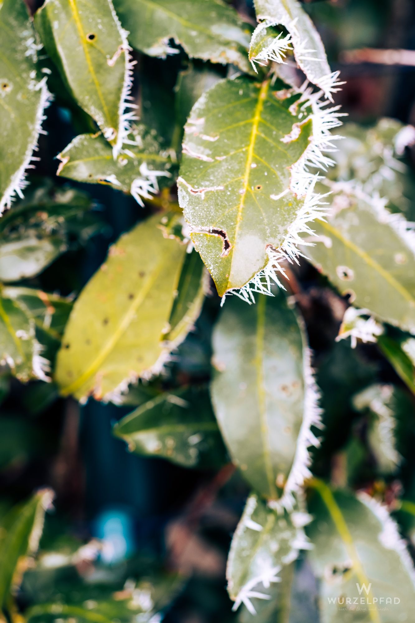 2024 12 27 Deisenhofen 1002