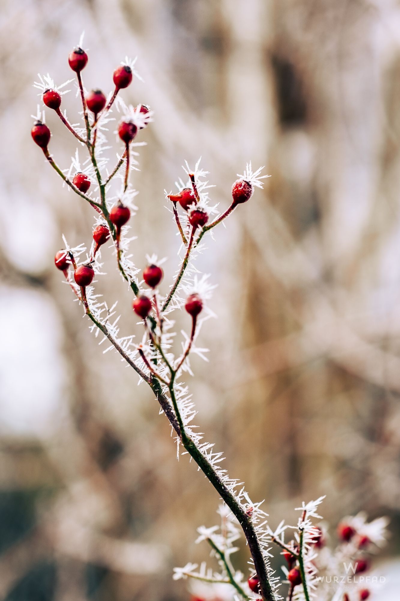 2024 12 27 Deisenhofen 1005