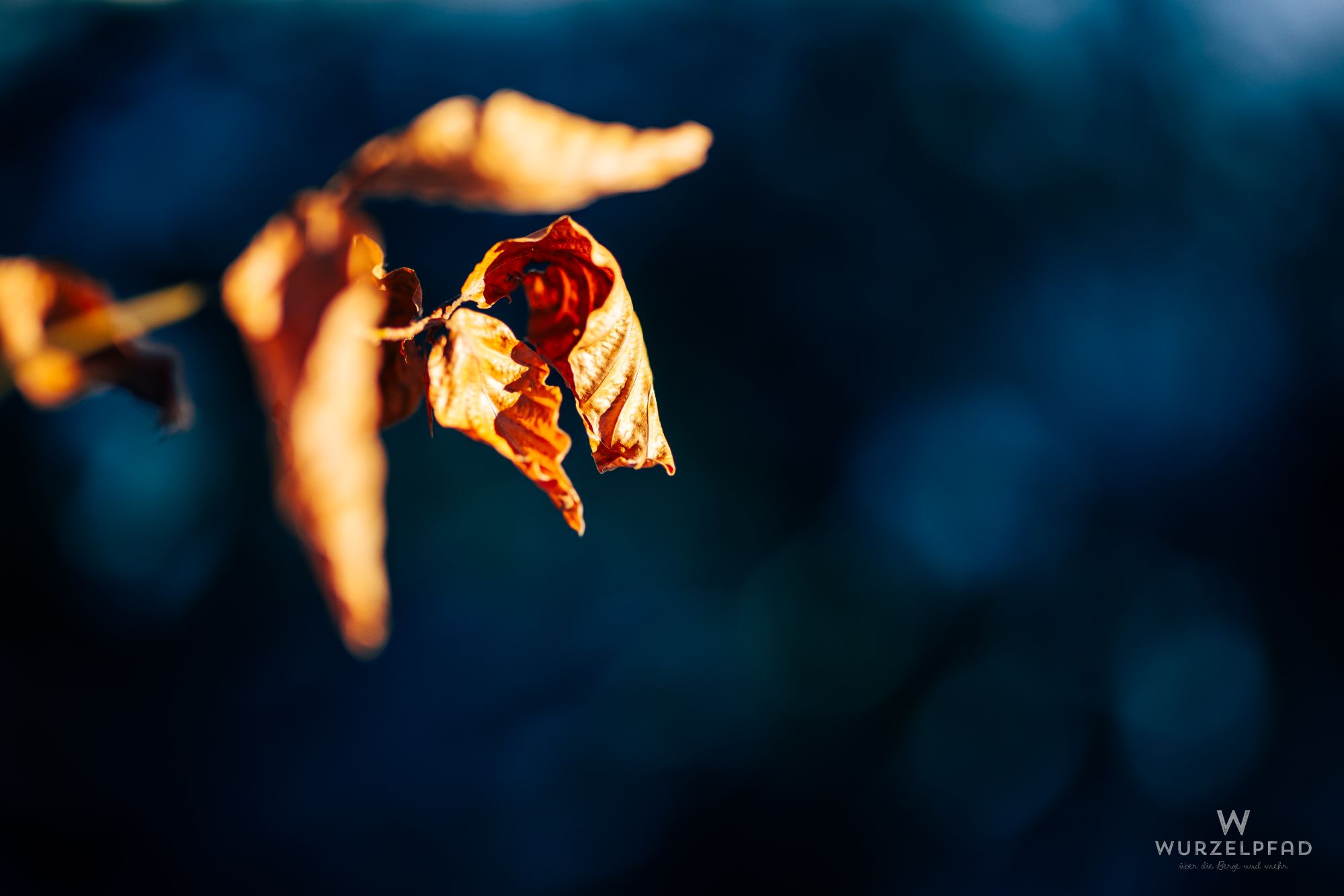 Übrig gebliebenes Herbstlaub