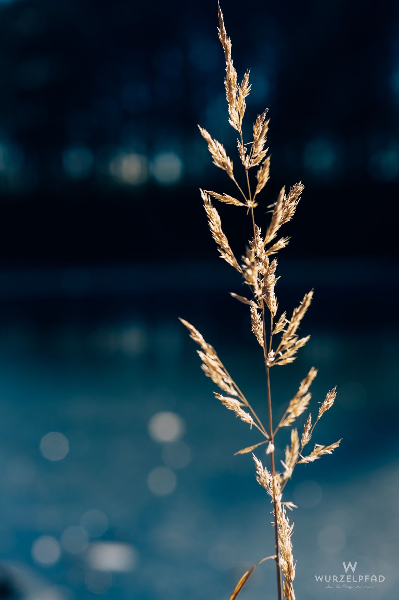 Golden grass stalk against dark backdrop.