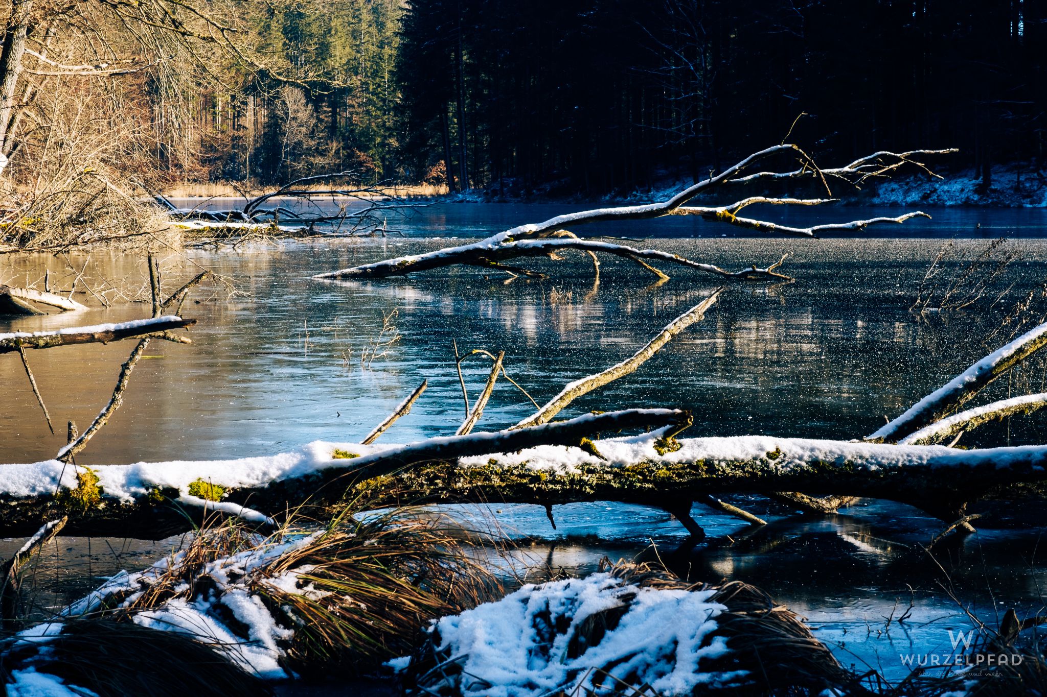 Frozen winter lake, fallen branches, snow.