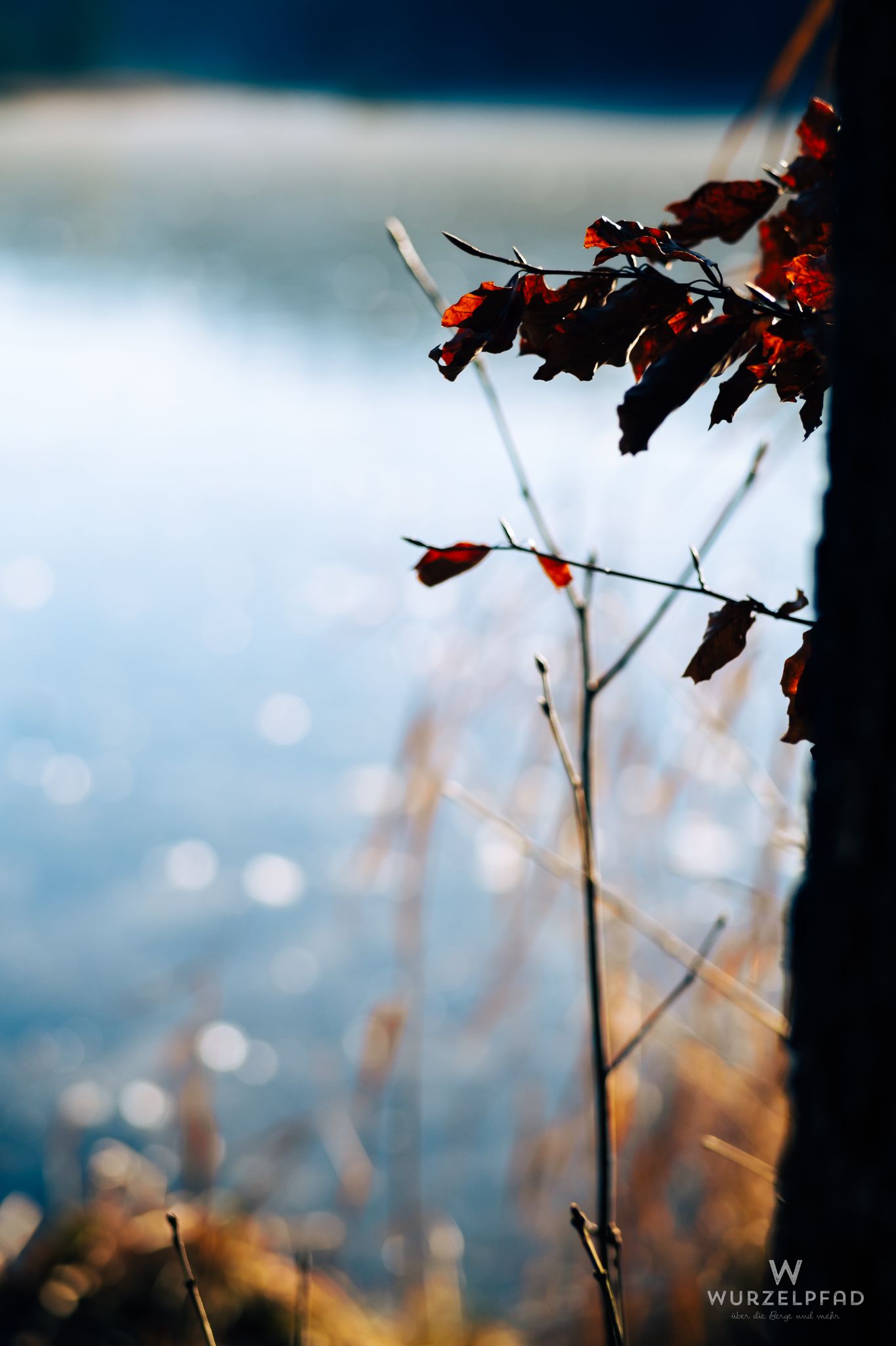 Dried leaves on branch by water.