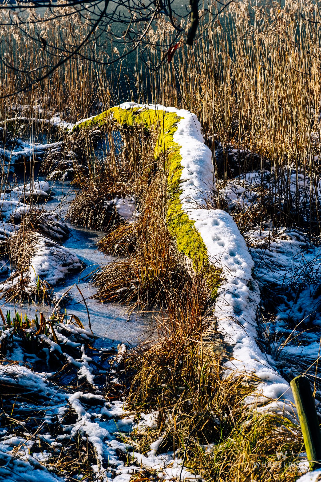 Snowy marsh grasses and mossy log.