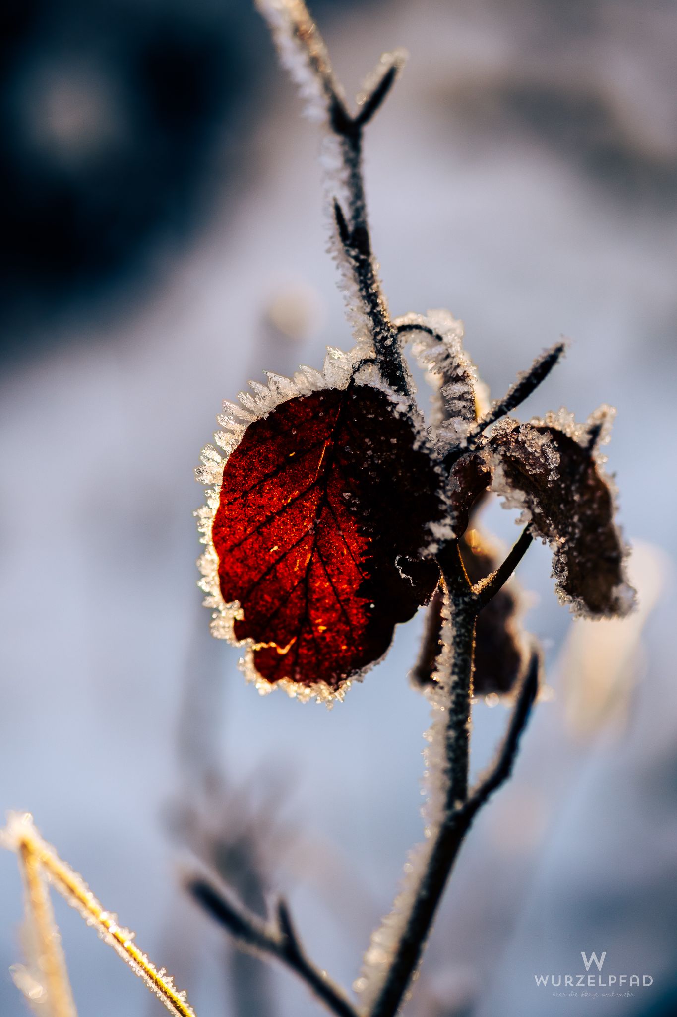 Frozen leaf, winter frost, close-up.