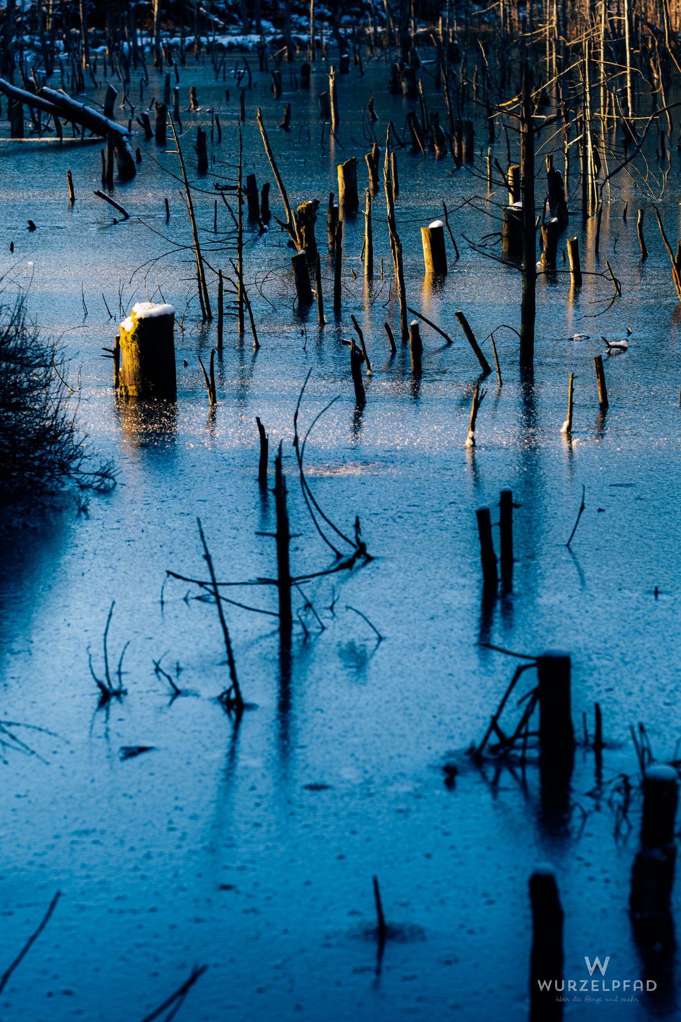Frozen, dead trees in a still body of water.