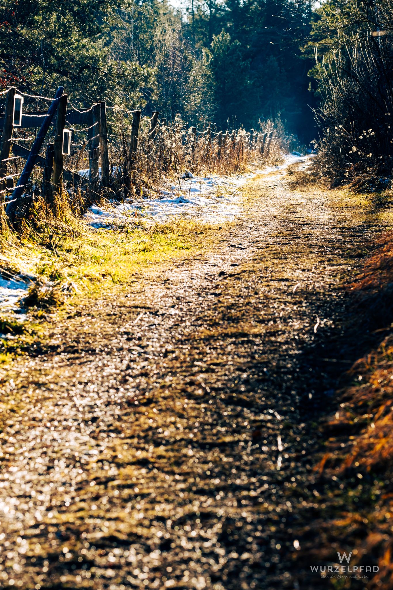 Snowy path through winter woods.