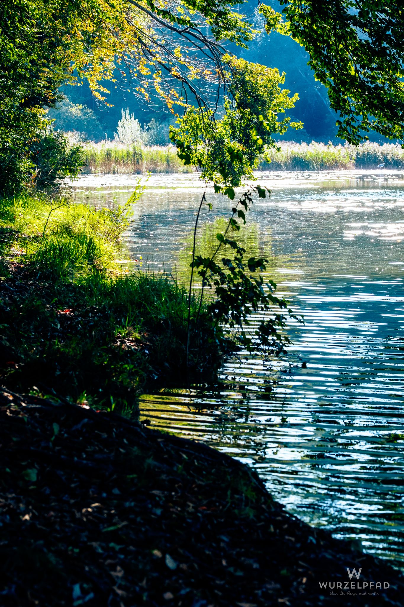 Seeufer am Thanninger Weiher