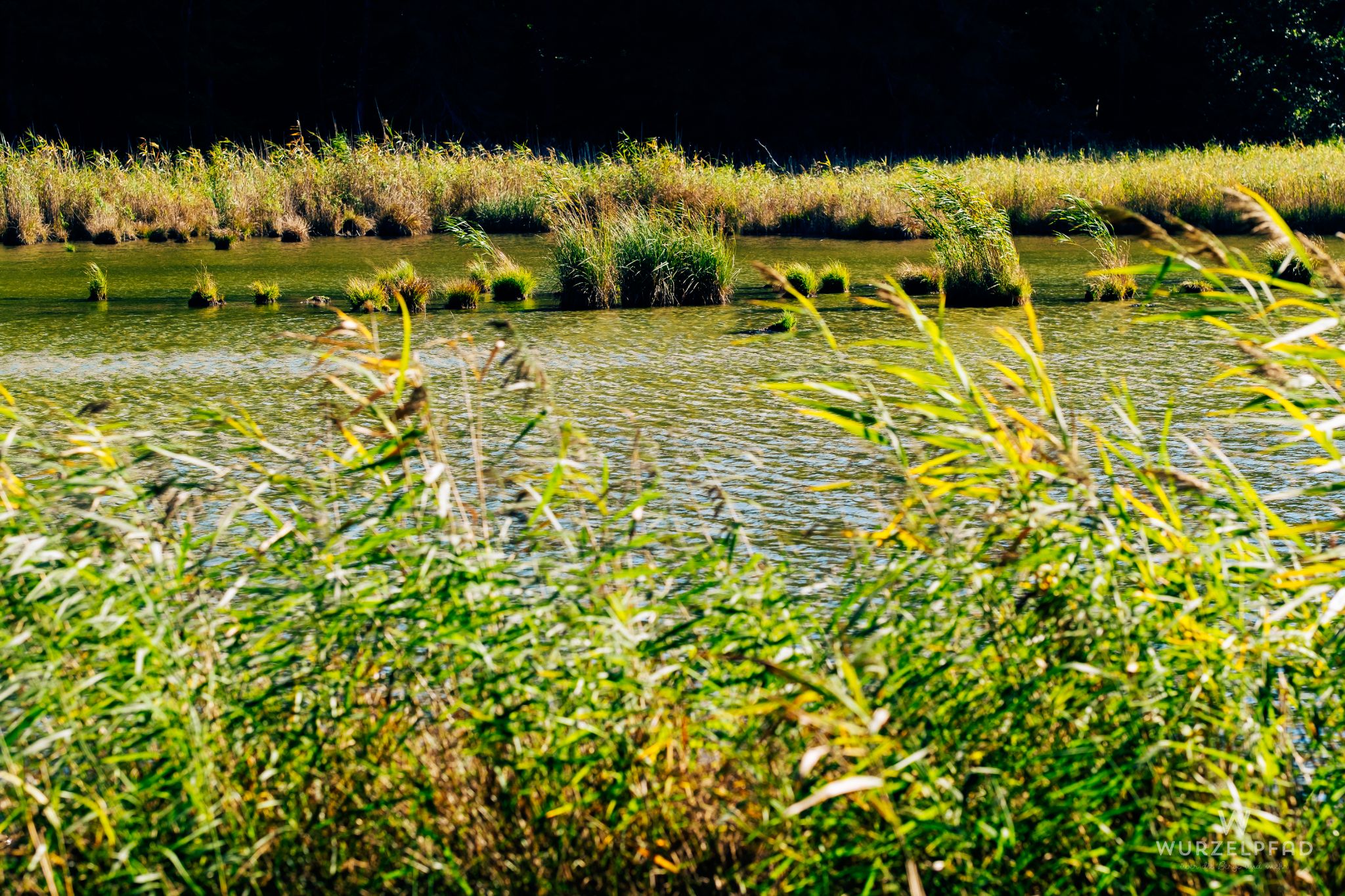 Schildwedel am Thanninger Weiher