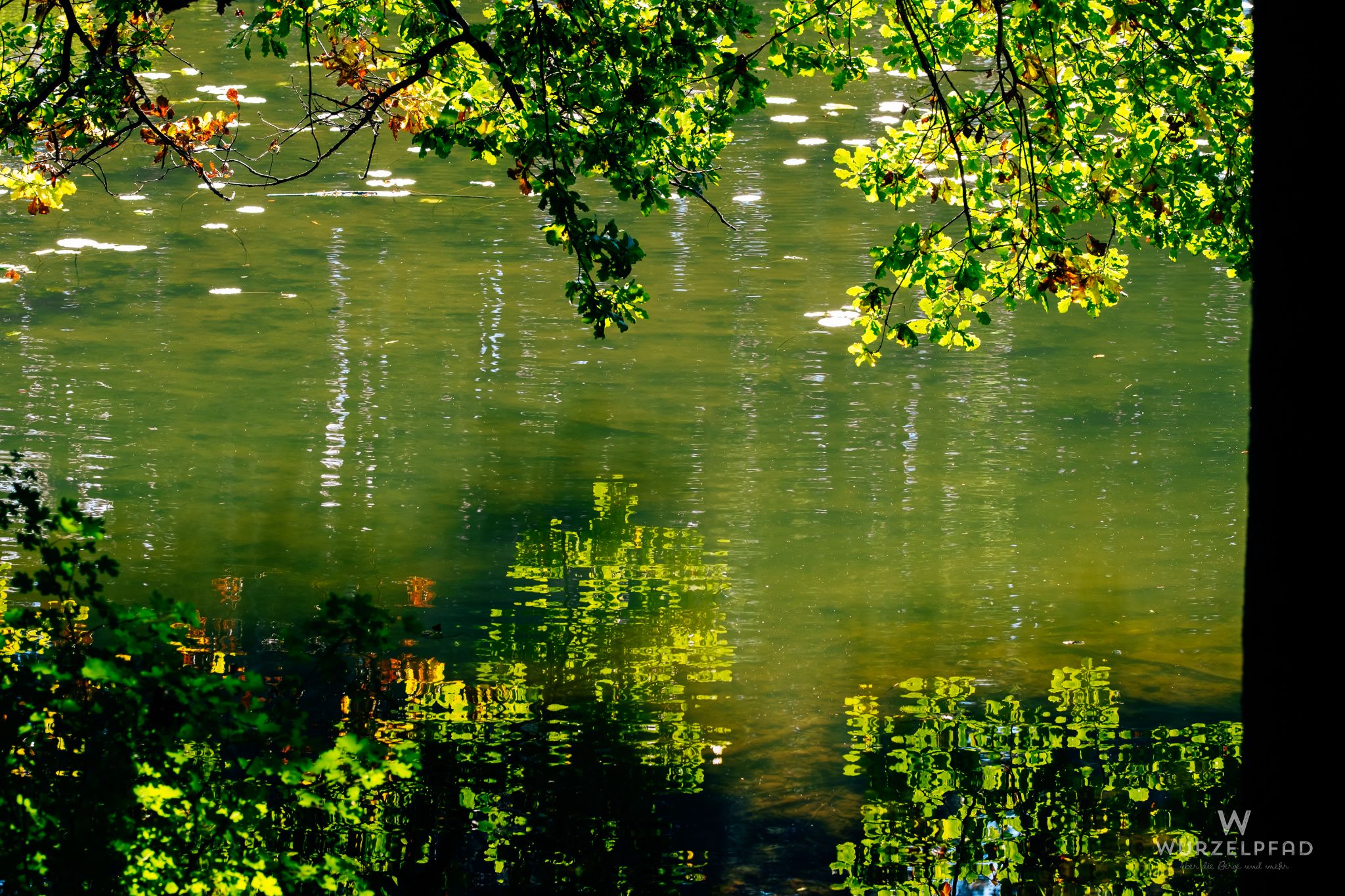 Spätsommerliches Grün