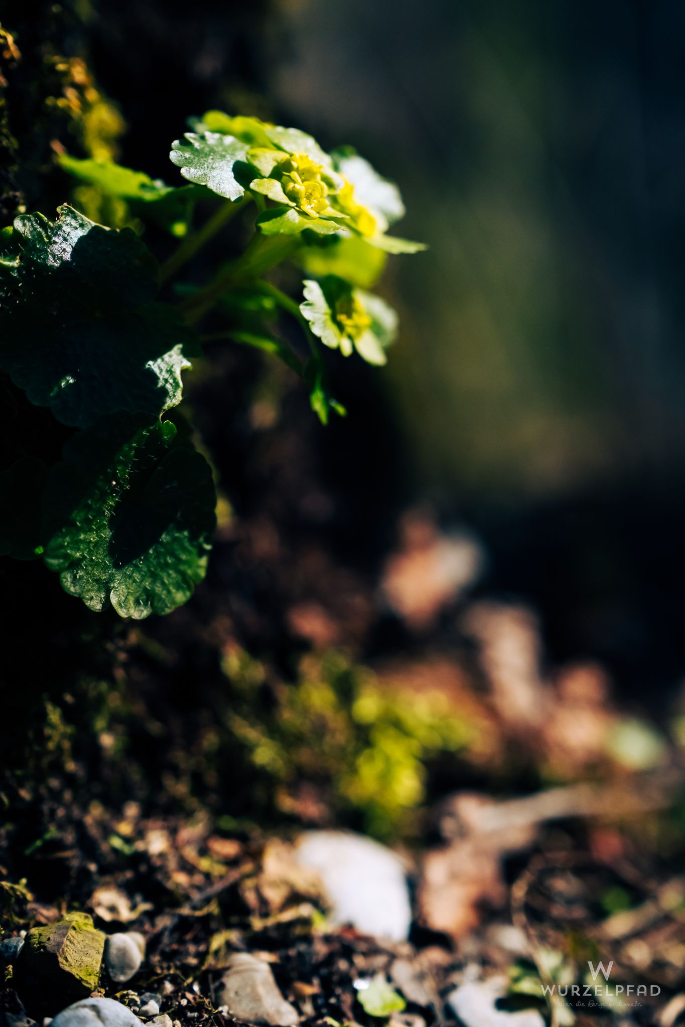 Das Bild zeigt eine Nahaufnahme einer kleinen gelben Blüte, die
